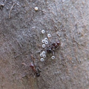 Acrodipsas myrmecophila at suppressed - 16 Nov 2020