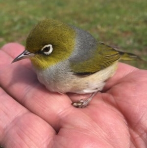 Zosterops lateralis at Peak View, NSW - 14 Oct 2020