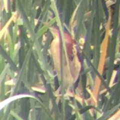 Ixobrychus dubius (Australian Little Bittern) at Mount Ainslie to Black Mountain - 15 Dec 2019 by Ned_Johnston