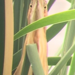 Ixobrychus dubius at Parkes, ACT - 15 Dec 2019