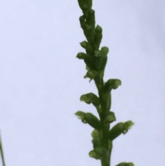 Microtis sp. (Onion Orchid) at Stirling Park - 12 Nov 2020 by grakymhirth@tpg.com