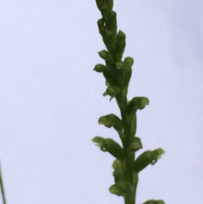 Microtis sp. (Onion Orchid) at Yarralumla, ACT - 12 Nov 2020 by grakymhirth@tpg.com