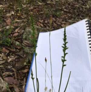 Microtis sp. at Yarralumla, ACT - 13 Nov 2020