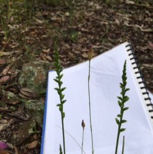 Microtis sp. at Yarralumla, ACT - 13 Nov 2020