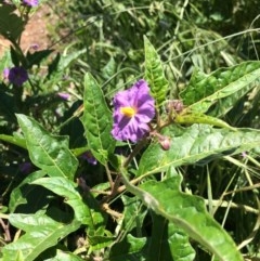 Solanum cinereum (Narrawa Burr) at Stirling Park - 11 Nov 2020 by grakymhirth@tpg.com