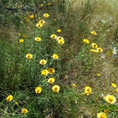 Xerochrysum viscosum (Sticky Everlasting) at Symonston, ACT - 17 Nov 2020 by Mike