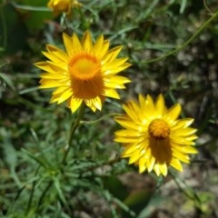 Xerochrysum viscosum at Symonston, ACT - 17 Nov 2020