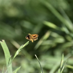 Ocybadistes walkeri at Weston, ACT - 16 Nov 2020