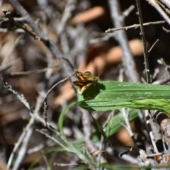 Ocybadistes walkeri at Weston, ACT - 16 Nov 2020