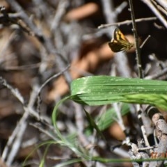 Ocybadistes walkeri at Weston, ACT - 16 Nov 2020