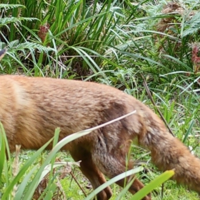 Vulpes vulpes (Red Fox) at QPRC LGA - 8 Nov 2020 by LisaH