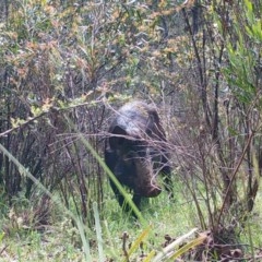 Sus scrofa (Wild Boar, Feral Pig) at Mongarlowe, NSW - 7 Nov 2020 by LisaH