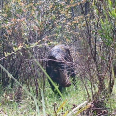 Sus scrofa (Wild Boar, Feral Pig) at Mongarlowe, NSW - 7 Nov 2020 by LisaH