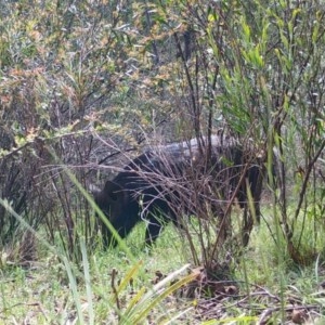 Sus scrofa at Mongarlowe, NSW - 7 Nov 2020