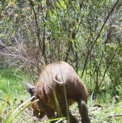 Sus scrofa at Mongarlowe, NSW - 7 Nov 2020