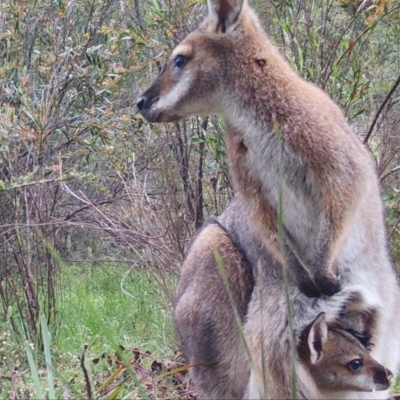 Notamacropus rufogriseus (Red-necked Wallaby) at QPRC LGA - 4 Nov 2020 by LisaH