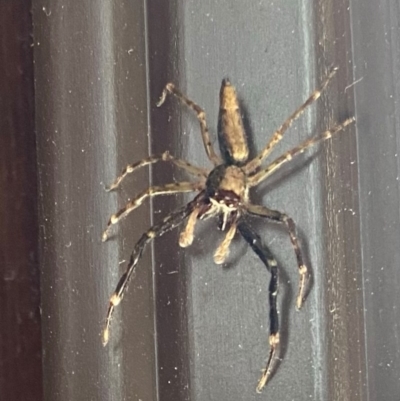 Helpis minitabunda (Threatening jumping spider) at Wanniassa, ACT - 17 Nov 2020 by Jenjen