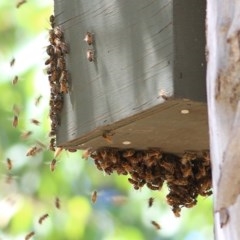 Apis mellifera (European honey bee) at Wodonga - 17 Nov 2020 by KylieWaldon