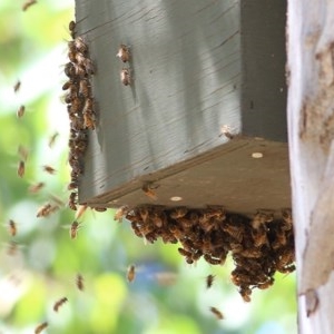 Apis mellifera at Wodonga - 17 Nov 2020 11:05 AM