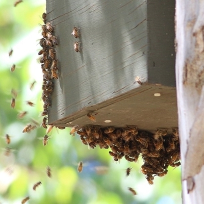 Apis mellifera (European honey bee) at Wodonga, VIC - 17 Nov 2020 by Kyliegw