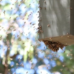 Apis mellifera at Wodonga - 17 Nov 2020 11:05 AM