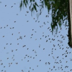 Apis mellifera at Wodonga - 17 Nov 2020 11:05 AM