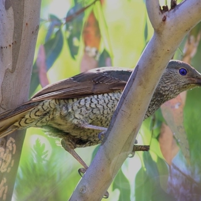Ptilonorhynchus violaceus (Satin Bowerbird) at Wodonga, VIC - 17 Nov 2020 by Kyliegw