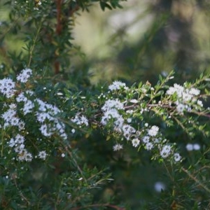 Kunzea ericoides at Wodonga - 17 Nov 2020 11:20 AM