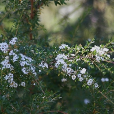 Kunzea ericoides (Burgan) at Clyde Cameron Reserve - 17 Nov 2020 by Kyliegw