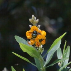 Xylocopa (Lestis) aerata (Golden-Green Carpenter Bee) at ANBG - 17 Nov 2020 by TimL