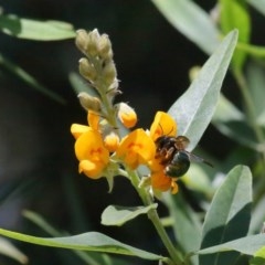 Xylocopa (Lestis) aerata at Acton, ACT - 17 Nov 2020