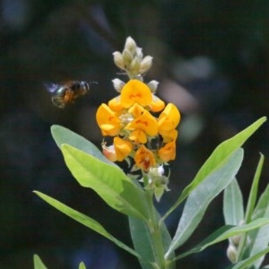 Xylocopa (Lestis) aerata at Acton, ACT - 17 Nov 2020