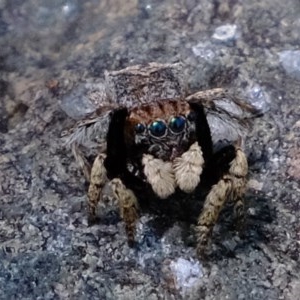 Maratus vespertilio at Holt, ACT - suppressed