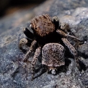 Maratus vespertilio at Holt, ACT - suppressed