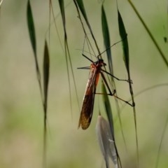 Harpobittacus australis at Holt, ACT - 17 Nov 2020 03:42 PM