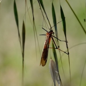 Harpobittacus australis at Holt, ACT - 17 Nov 2020 03:42 PM