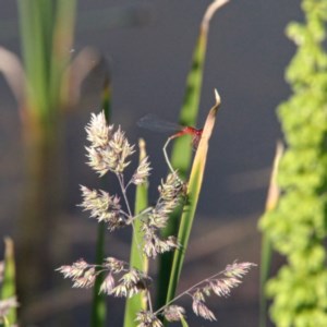 Xanthagrion erythroneurum at Throsby, ACT - 17 Nov 2020