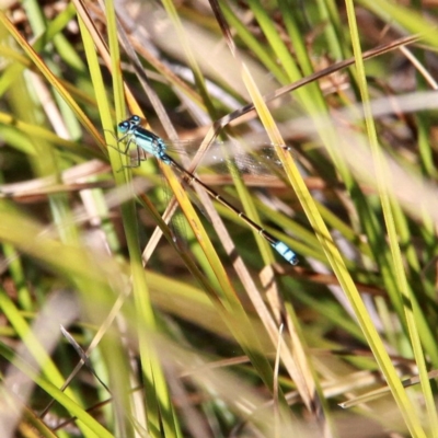 Ischnura heterosticta (Common Bluetail Damselfly) at Throsby, ACT - 16 Nov 2020 by davobj