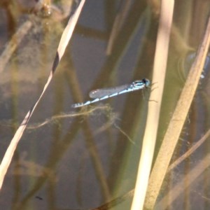 Austrolestes annulosus at Throsby, ACT - 17 Nov 2020 09:21 AM