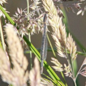 Ischnura heterosticta at Throsby, ACT - 17 Nov 2020