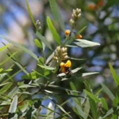 Xylocopa (Lestis) aerata (Golden-Green Carpenter Bee) at ANBG - 17 Nov 2020 by TimL