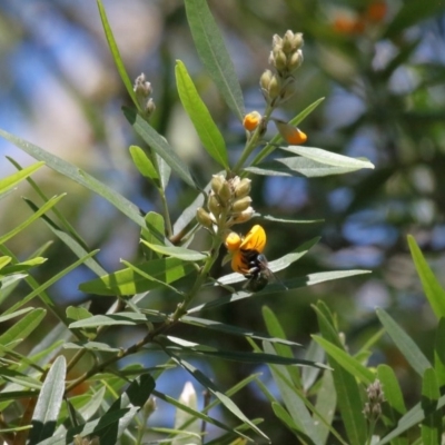 Xylocopa (Lestis) aerata (Golden-Green Carpenter Bee) at ANBG - 17 Nov 2020 by TimL