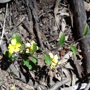 Goodenia hederacea at Symonston, ACT - 17 Nov 2020