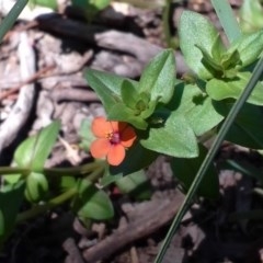 Lysimachia arvensis (Scarlet Pimpernel) at Mount Mugga Mugga - 17 Nov 2020 by Mike