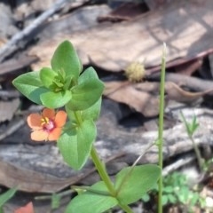 Lysimachia arvensis at Symonston, ACT - 17 Nov 2020 02:11 PM