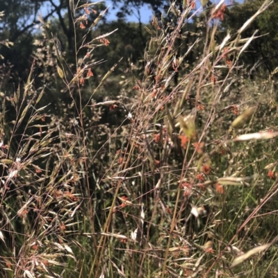 Rytidosperma pallidum (Red-anther Wallaby Grass) at Farrer, ACT - 17 Nov 2020 by Warwick