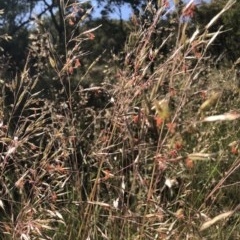 Rytidosperma pallidum (Red-anther Wallaby Grass) at Farrer Ridge - 16 Nov 2020 by Warwick
