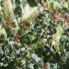 Callistemon pallidus (Lemon Bottlebrush) at Wodonga, VIC - 17 Nov 2020 by Kyliegw