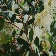 Callistemon pallidus at Wodonga, VIC - 17 Nov 2020 11:20 AM