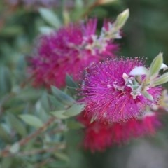 Callistemon sp. at Clyde Cameron Reserve - 17 Nov 2020 by KylieWaldon